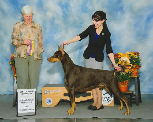 Noah Best of Breed or Varity 2014