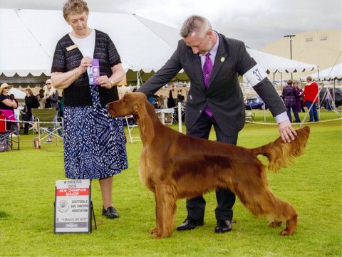 Woody_Champion_Irish_Setter_AZ